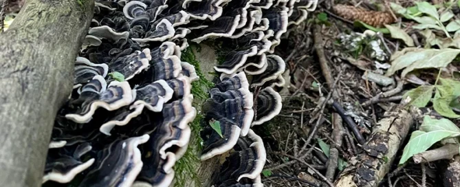 Grzyby funkcjonalne w terapiach onkologicznych – jak Reishi, Maitake, Cordyceps, Chaga, Lion’s Mane, Agaricus Blazei Murill wspierają organizm podczas leczenia nowotworów?